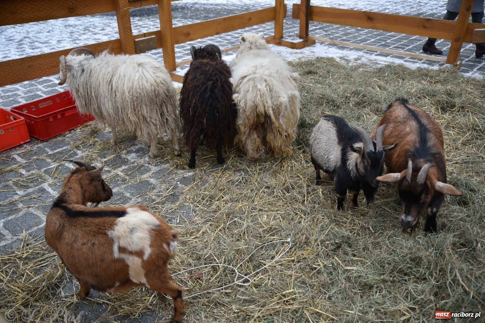 Zdjęcie w galerii na portalu naszraciborz.pl: Na raciborskim Rynku stanęła żywa szopka [FOTO] wiadomości z regionu