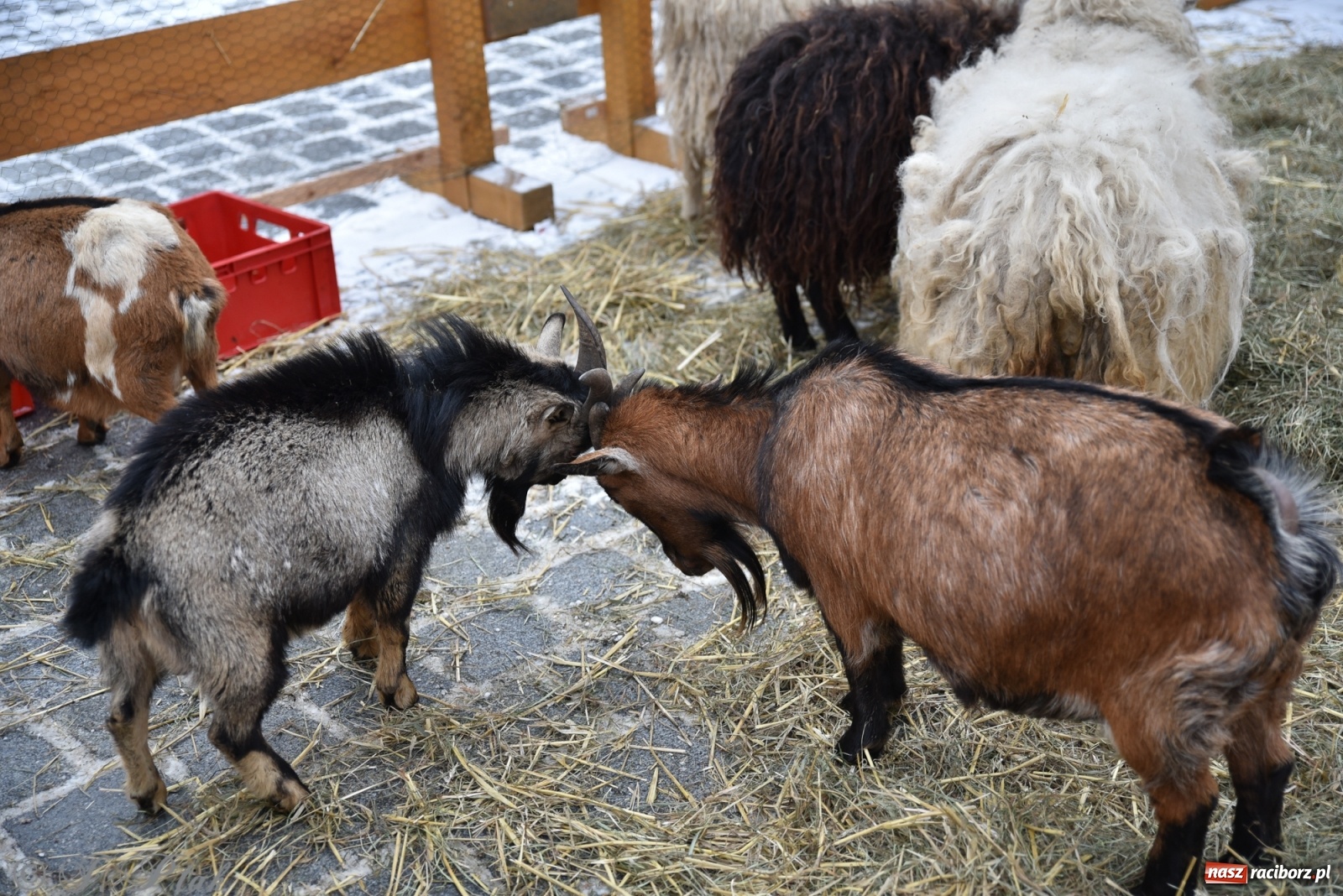 Zdjęcie w galerii na portalu naszraciborz.pl: Na raciborskim Rynku stanęła żywa szopka [FOTO] wiadomości z regionu