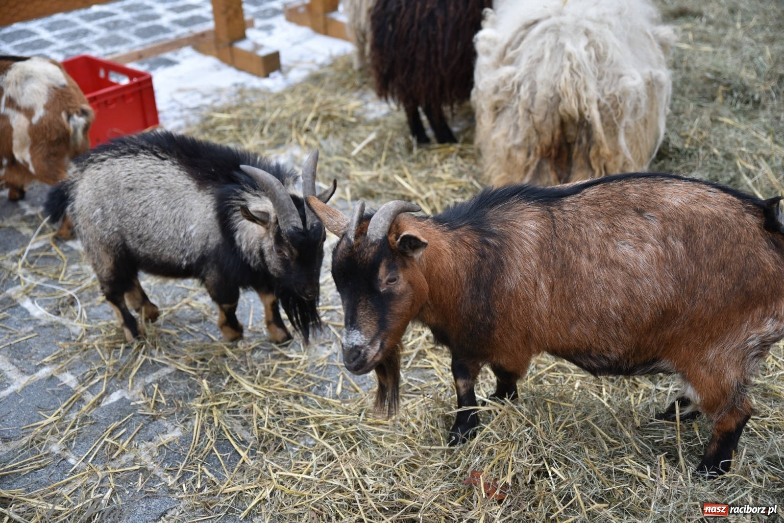 Zdjęcie w galerii na portalu naszraciborz.pl: Na raciborskim Rynku stanęła żywa szopka [FOTO] wiadomości z regionu
