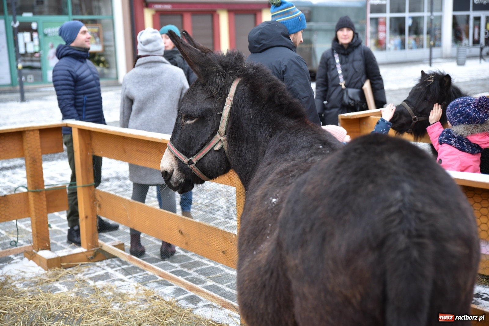Zdjęcie w galerii na portalu naszraciborz.pl: Na raciborskim Rynku stanęła żywa szopka [FOTO] wiadomości z regionu