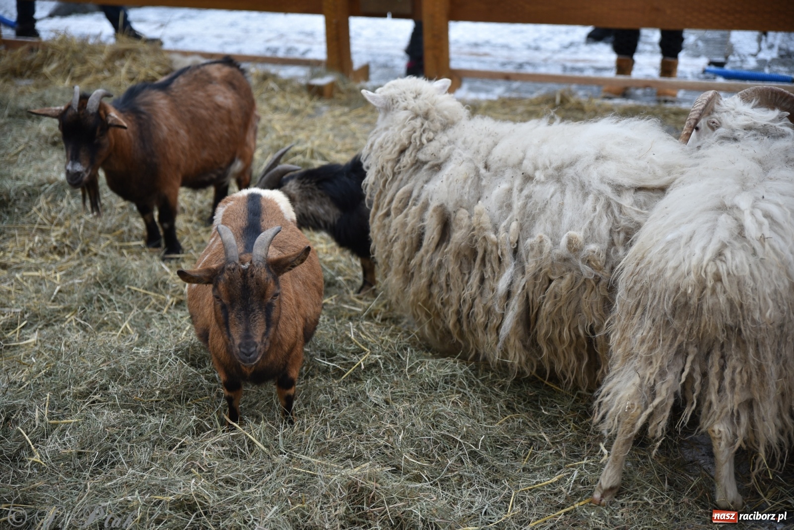 Zdjęcie w galerii na portalu naszraciborz.pl: Na raciborskim Rynku stanęła żywa szopka [FOTO] wiadomości z regionu