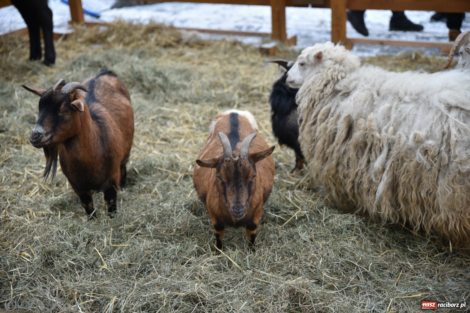 Zdjęcie w galerii na portalu naszraciborz.pl: Na raciborskim Rynku stanęła żywa szopka [FOTO] wiadomości z regionu