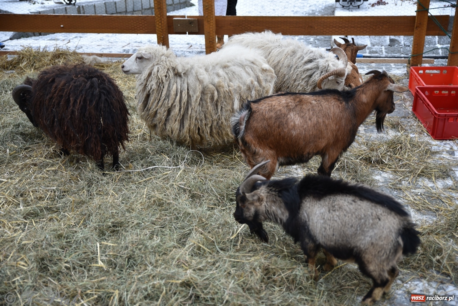 Zdjęcie w galerii na portalu naszraciborz.pl: Na raciborskim Rynku stanęła żywa szopka [FOTO] wiadomości z regionu