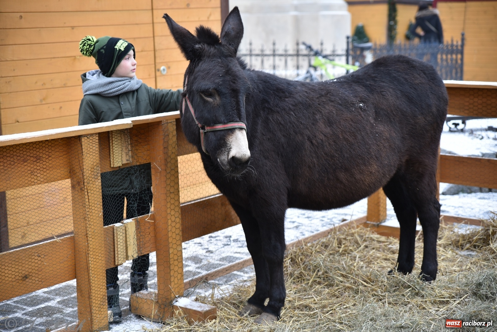 Zdjęcie w galerii na portalu naszraciborz.pl: Na raciborskim Rynku stanęła żywa szopka [FOTO] wiadomości z regionu