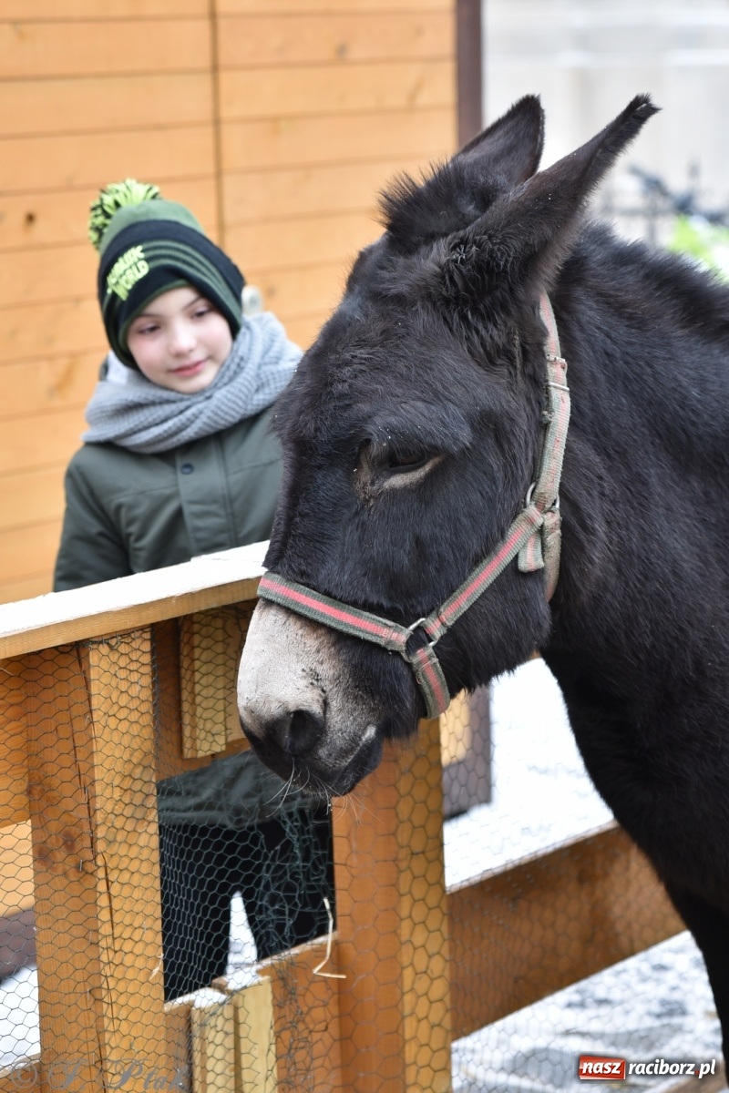 Zdjęcie w galerii na portalu naszraciborz.pl: Na raciborskim Rynku stanęła żywa szopka [FOTO] wiadomości z regionu