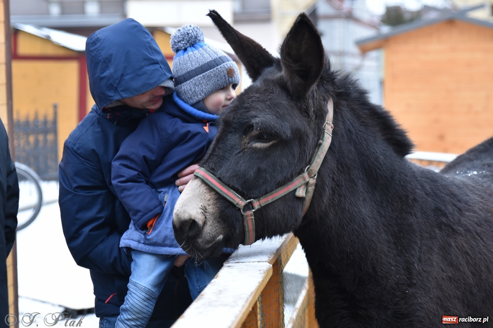 Zdjęcie w galerii na portalu naszraciborz.pl: Na raciborskim Rynku stanęła żywa szopka [FOTO] wiadomości z regionu