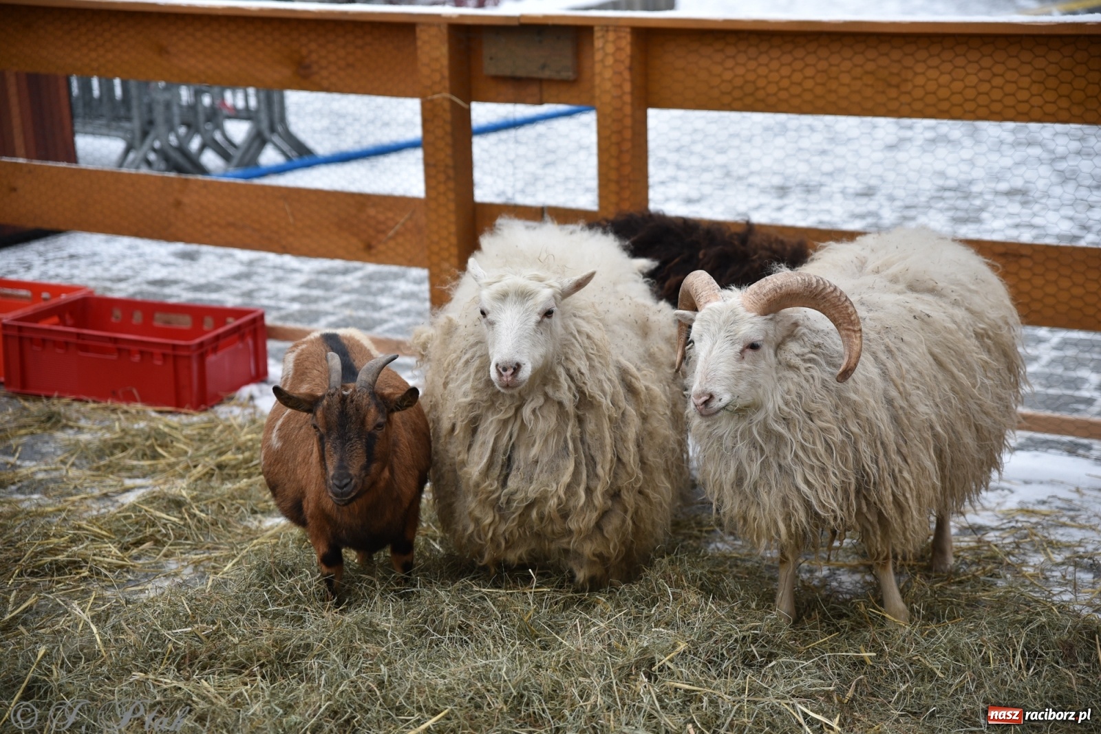 Zdjęcie w galerii na portalu naszraciborz.pl: Na raciborskim Rynku stanęła żywa szopka [FOTO] wiadomości z regionu