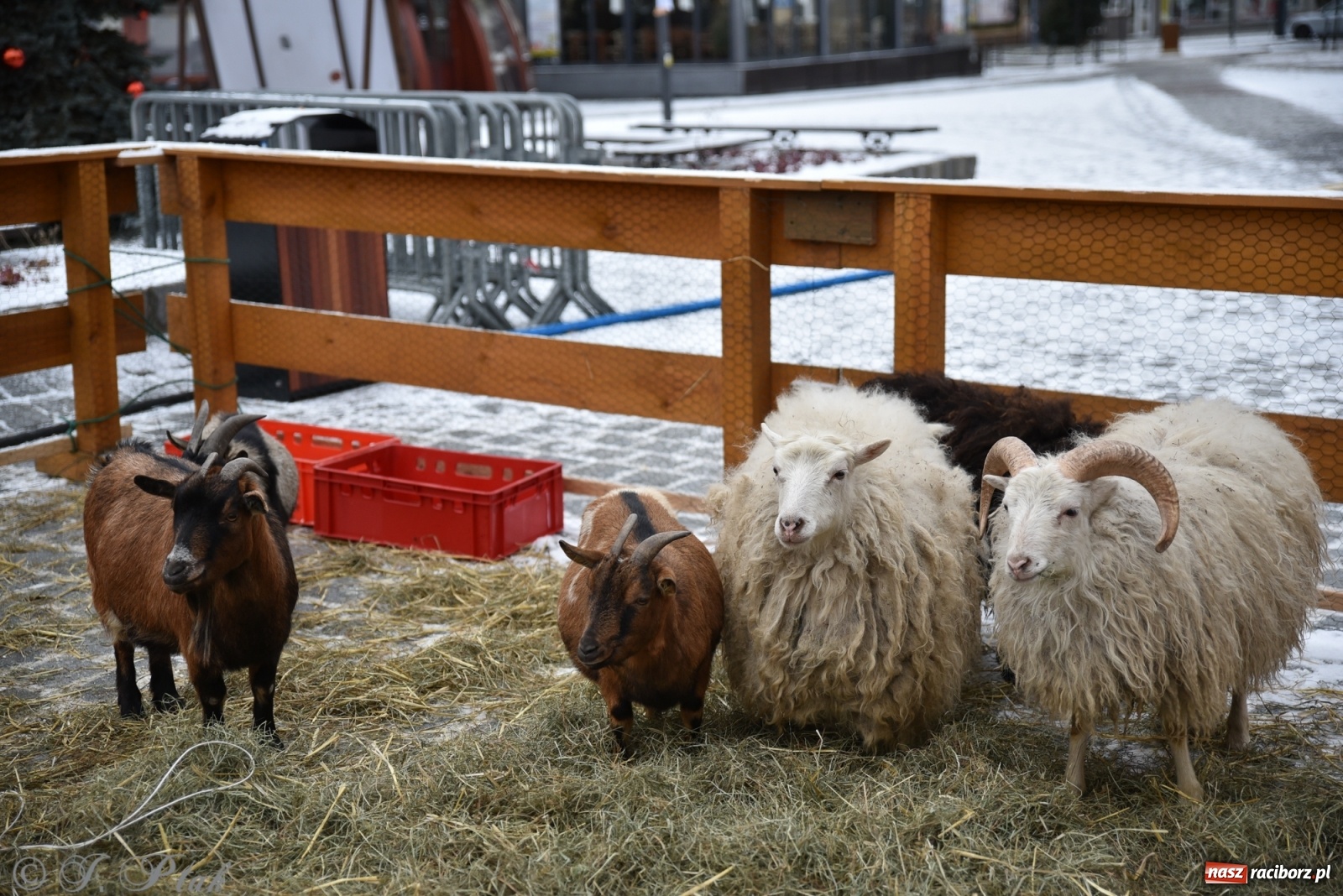 Zdjęcie w galerii na portalu naszraciborz.pl: Na raciborskim Rynku stanęła żywa szopka [FOTO] wiadomości z regionu