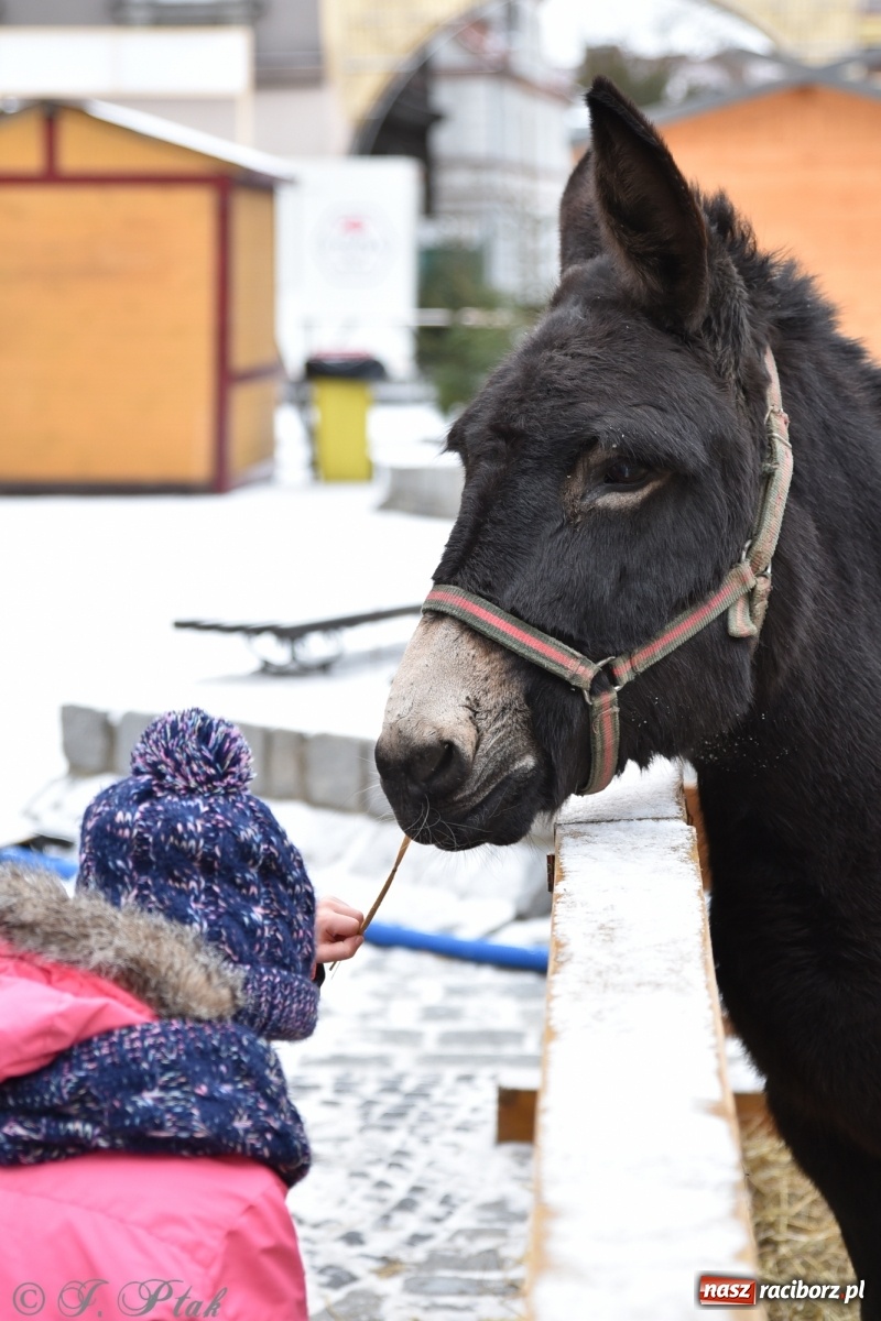 Zdjęcie w galerii na portalu naszraciborz.pl: Na raciborskim Rynku stanęła żywa szopka [FOTO] wiadomości z regionu