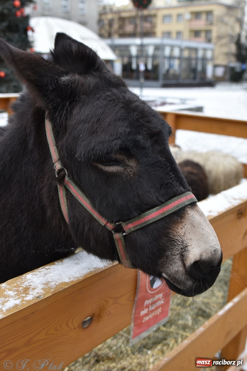 Zdjęcie w galerii na portalu naszraciborz.pl: Na raciborskim Rynku stanęła żywa szopka [FOTO] wiadomości z regionu