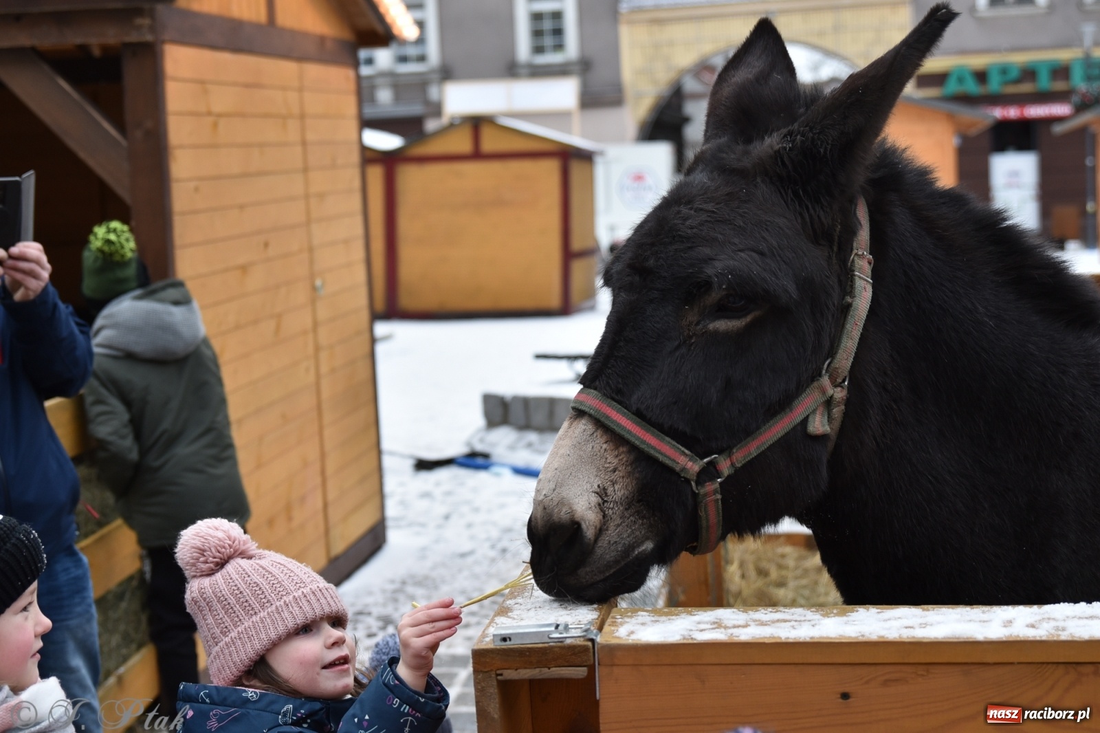 Zdjęcie w galerii na portalu naszraciborz.pl: Na raciborskim Rynku stanęła żywa szopka [FOTO] wiadomości z regionu