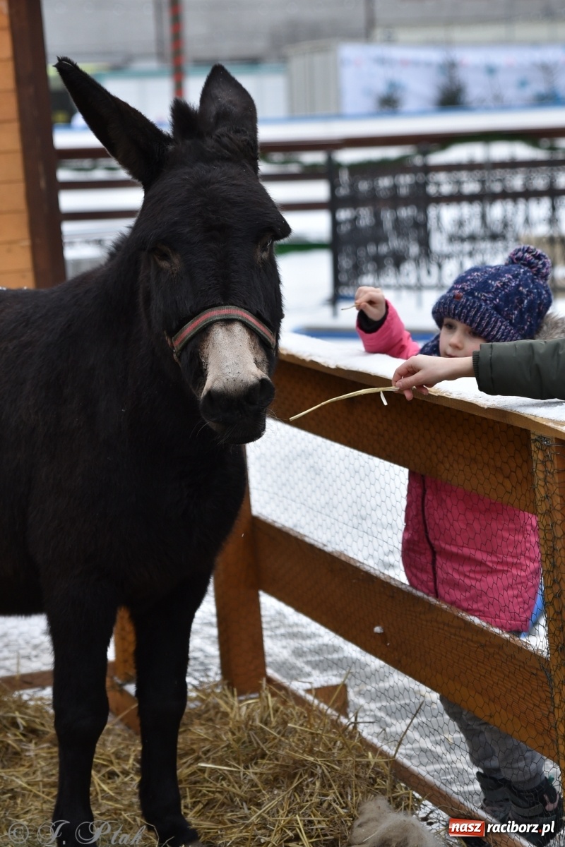 Zdjęcie w galerii na portalu naszraciborz.pl: Na raciborskim Rynku stanęła żywa szopka [FOTO] wiadomości z regionu