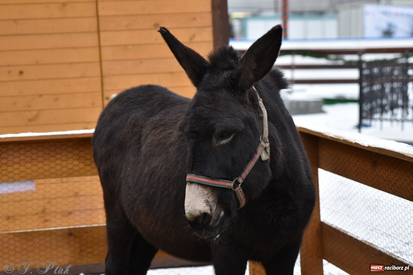 Zdjęcie w galerii na portalu naszraciborz.pl: Na raciborskim Rynku stanęła żywa szopka [FOTO] wiadomości z regionu