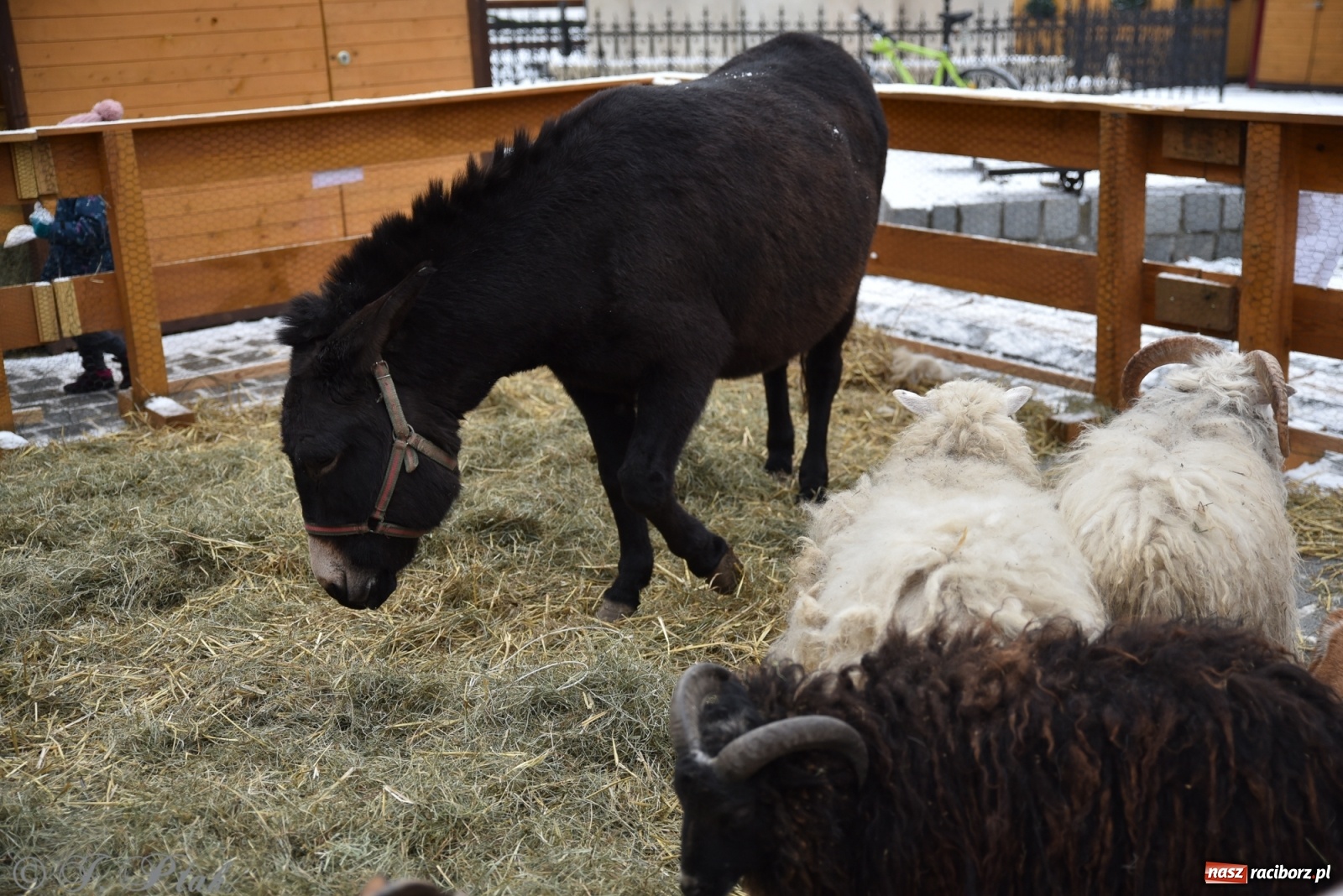 Zdjęcie w galerii na portalu naszraciborz.pl: Na raciborskim Rynku stanęła żywa szopka [FOTO] wiadomości z regionu