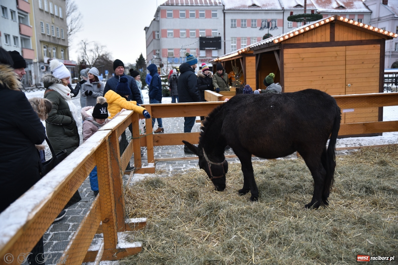 Zdjęcie w galerii na portalu naszraciborz.pl: Na raciborskim Rynku stanęła żywa szopka [FOTO] wiadomości z regionu