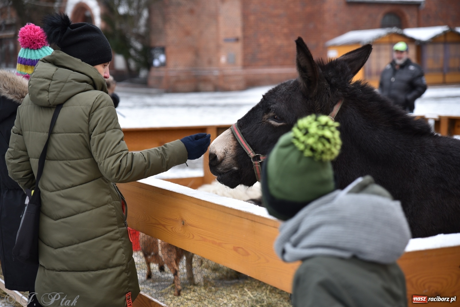 Zdjęcie w galerii na portalu naszraciborz.pl: Na raciborskim Rynku stanęła żywa szopka [FOTO] wiadomości z regionu