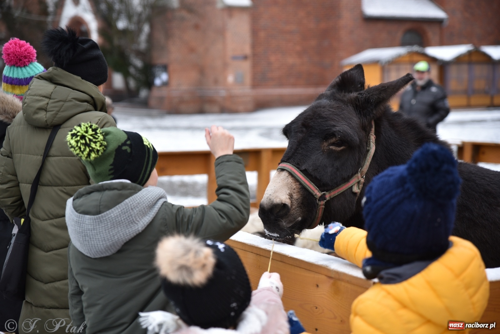 Zdjęcie w galerii na portalu naszraciborz.pl: Na raciborskim Rynku stanęła żywa szopka [FOTO] wiadomości z regionu