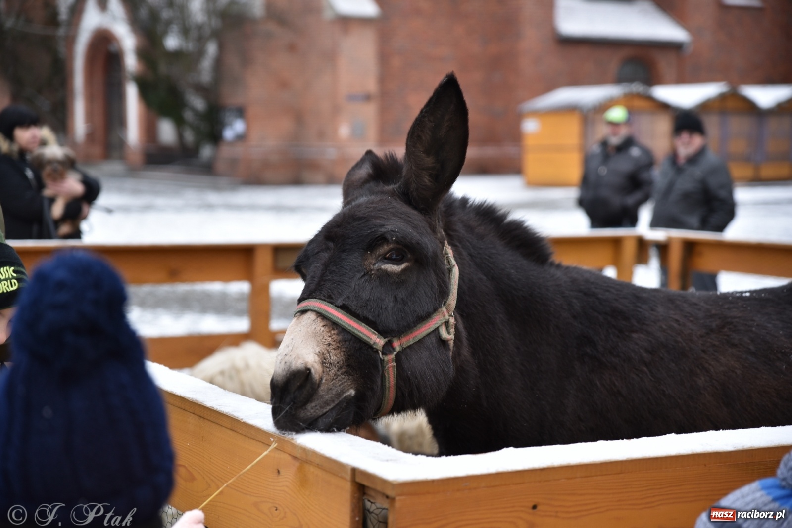 Zdjęcie w galerii na portalu naszraciborz.pl: Na raciborskim Rynku stanęła żywa szopka [FOTO] wiadomości z regionu