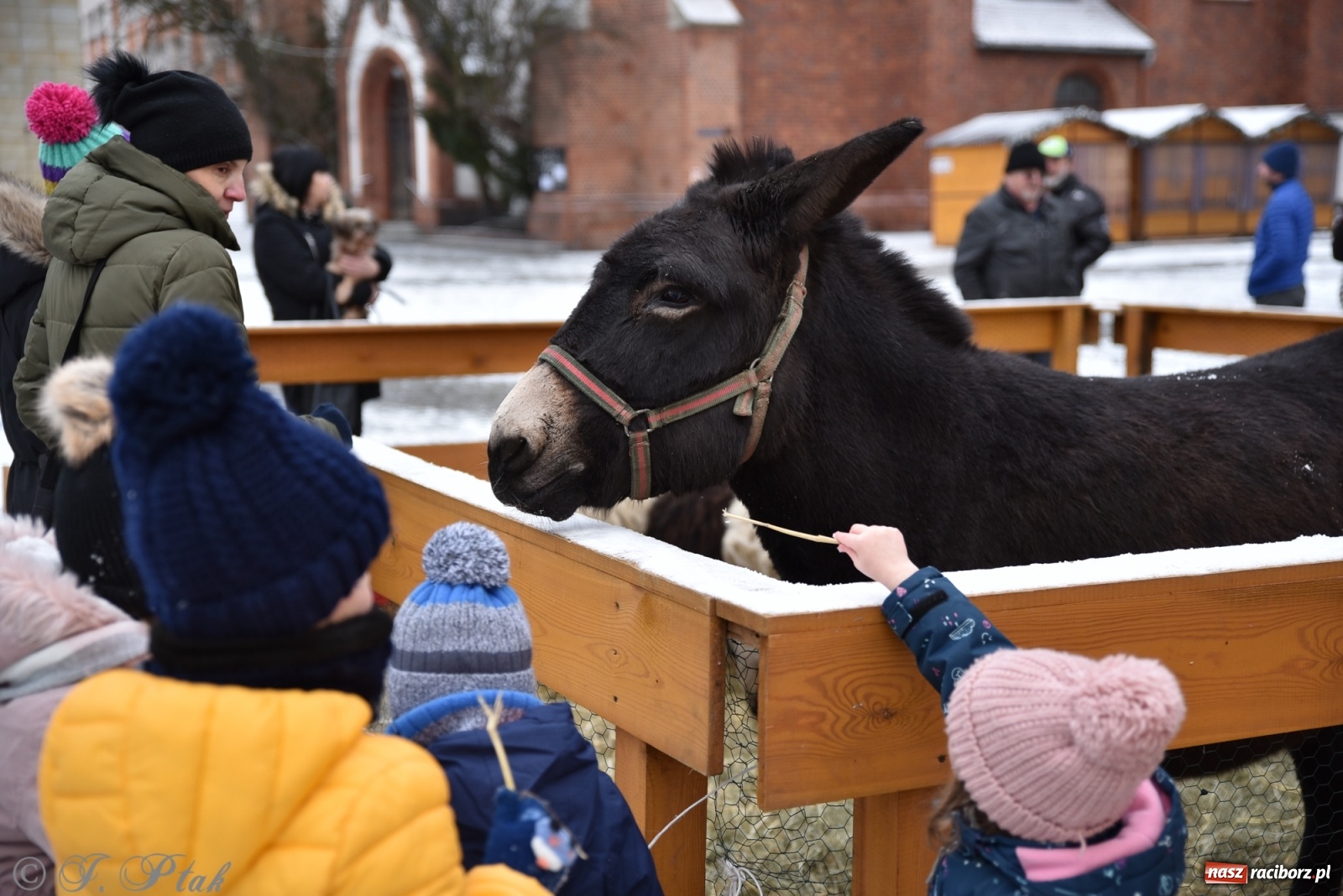 Zdjęcie w galerii na portalu naszraciborz.pl: Na raciborskim Rynku stanęła żywa szopka [FOTO] wiadomości z regionu