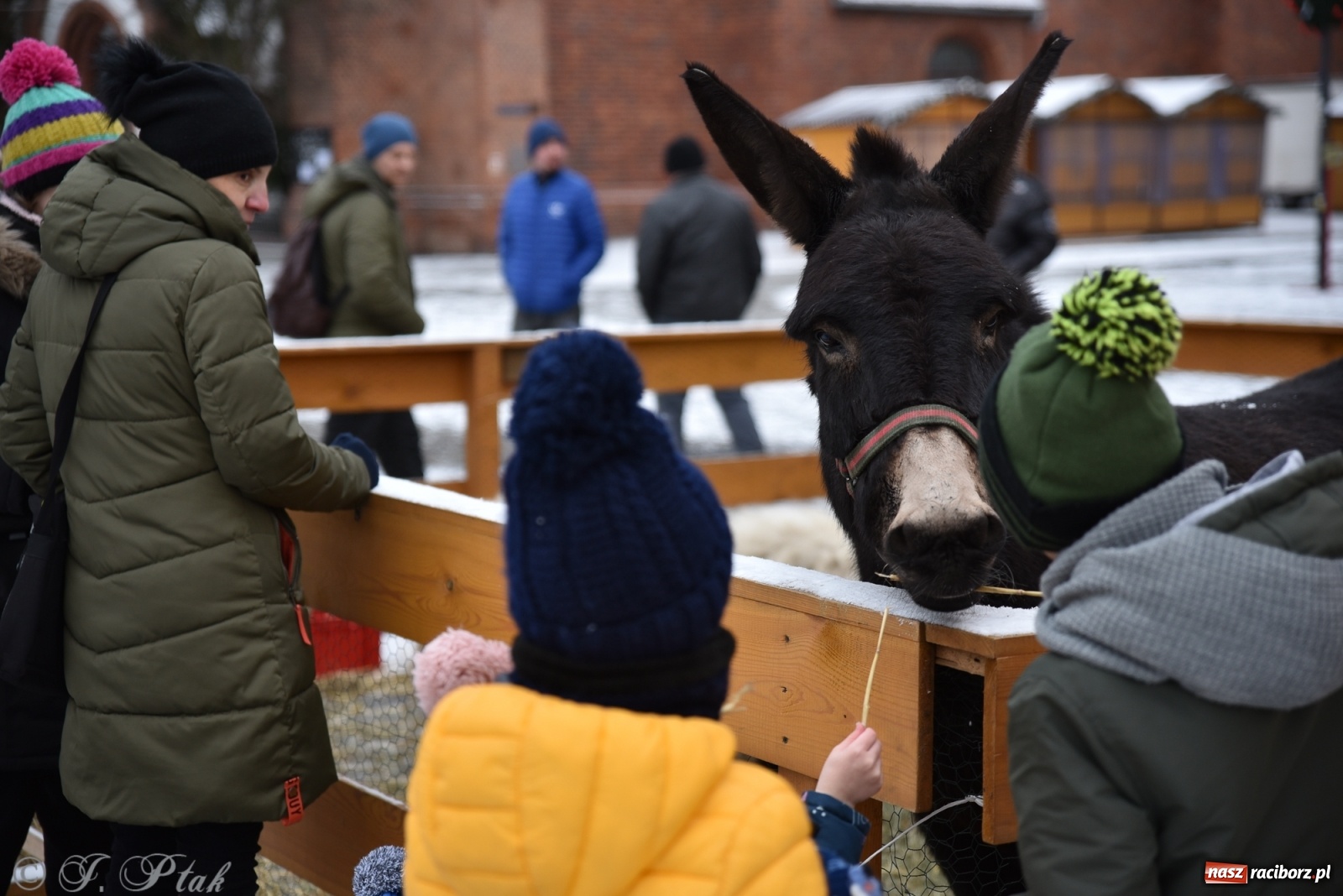 Zdjęcie w galerii na portalu naszraciborz.pl: Na raciborskim Rynku stanęła żywa szopka [FOTO] wiadomości z regionu