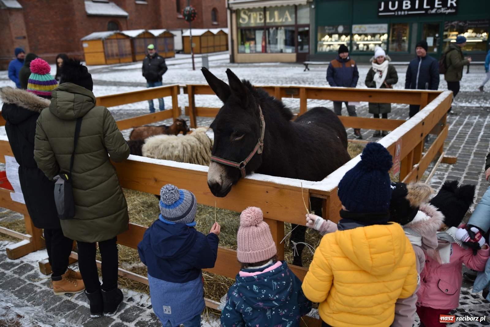 Zdjęcie w galerii na portalu naszraciborz.pl: Na raciborskim Rynku stanęła żywa szopka [FOTO] wiadomości z regionu