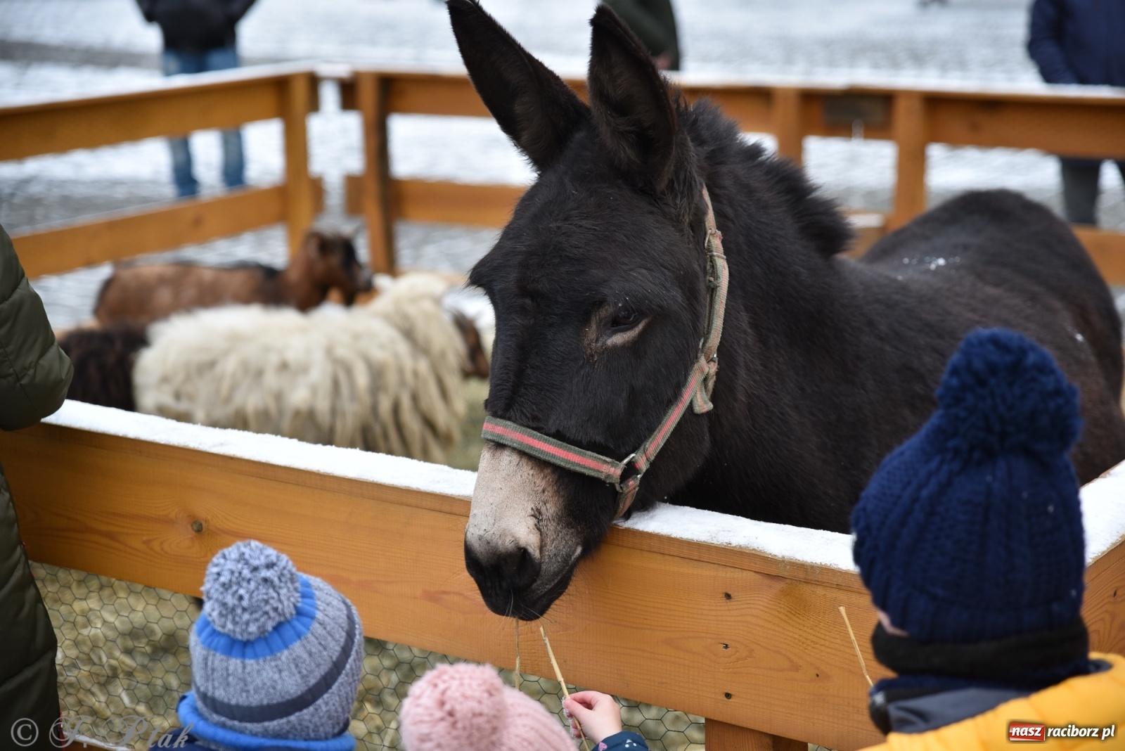 Zdjęcie w galerii na portalu naszraciborz.pl: Na raciborskim Rynku stanęła żywa szopka [FOTO] wiadomości z regionu