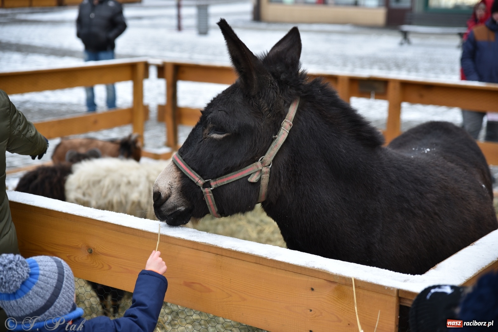 Zdjęcie w galerii na portalu naszraciborz.pl: Na raciborskim Rynku stanęła żywa szopka [FOTO] wiadomości z regionu