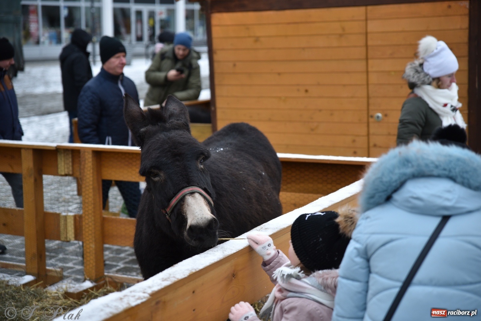 Zdjęcie w galerii na portalu naszraciborz.pl: Na raciborskim Rynku stanęła żywa szopka [FOTO] wiadomości z regionu