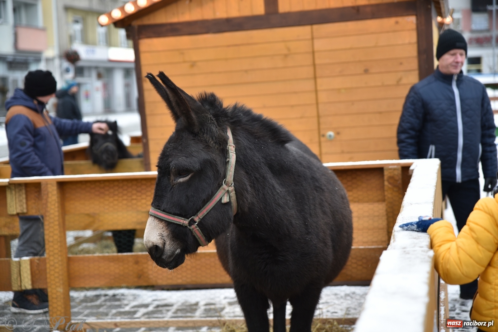 Zdjęcie w galerii na portalu naszraciborz.pl: Na raciborskim Rynku stanęła żywa szopka [FOTO] wiadomości z regionu