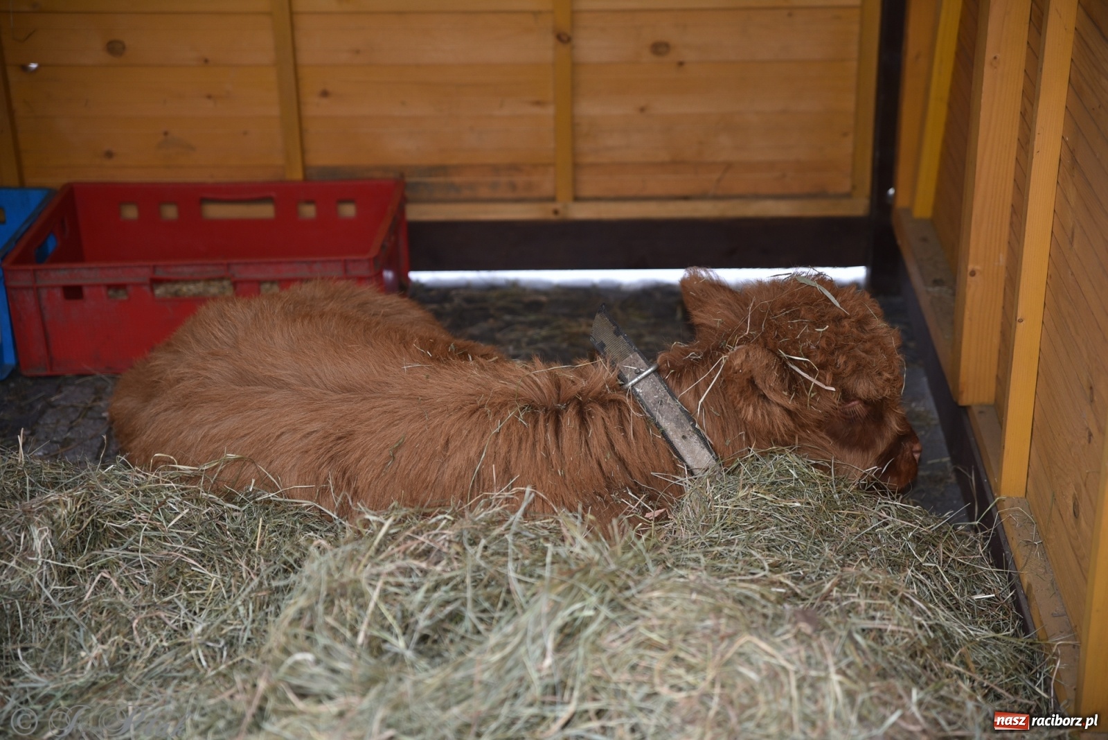 Zdjęcie w galerii na portalu naszraciborz.pl: Na raciborskim Rynku stanęła żywa szopka [FOTO] wiadomości z regionu