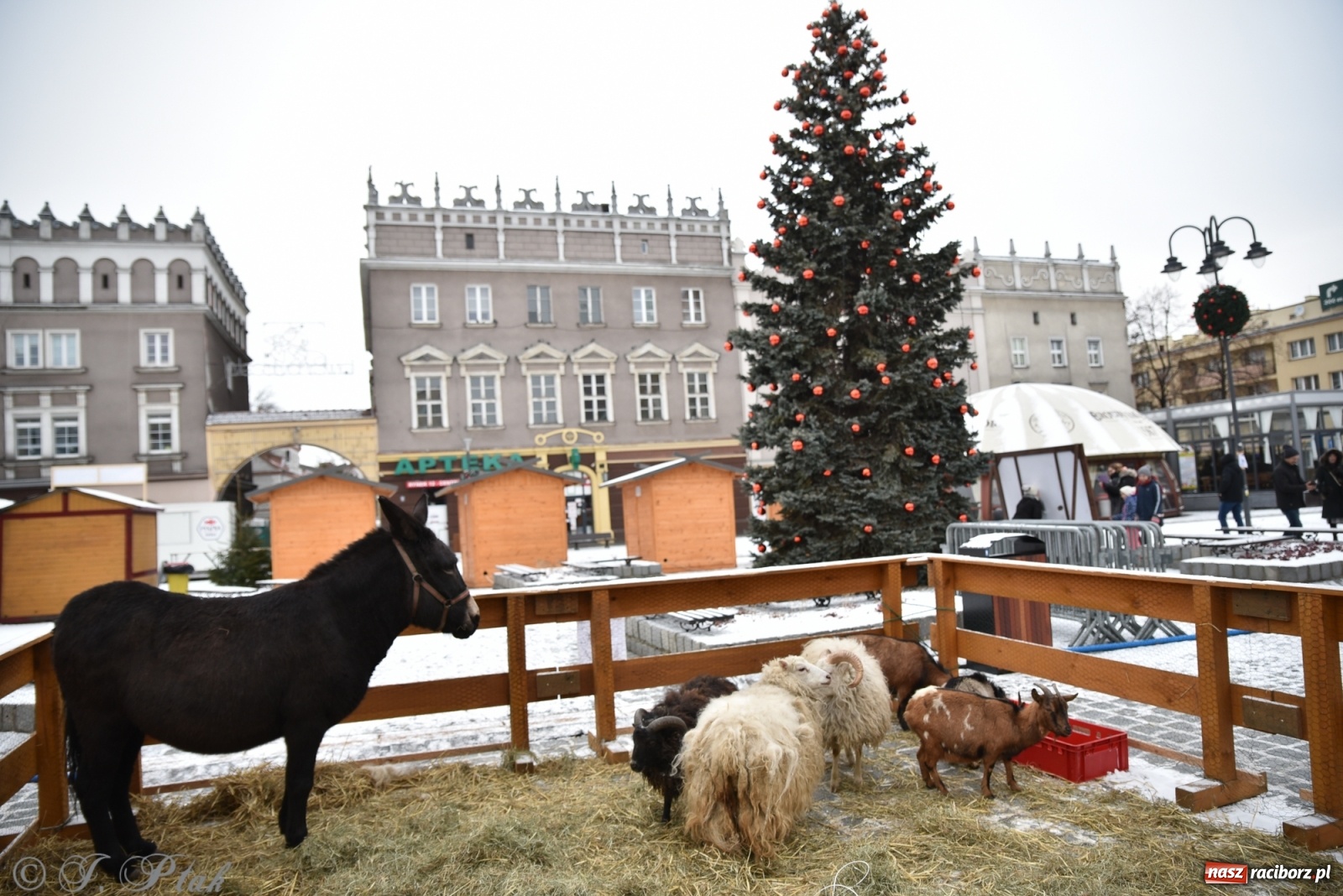 Zdjęcie w galerii na portalu naszraciborz.pl: Na raciborskim Rynku stanęła żywa szopka [FOTO] wiadomości z regionu