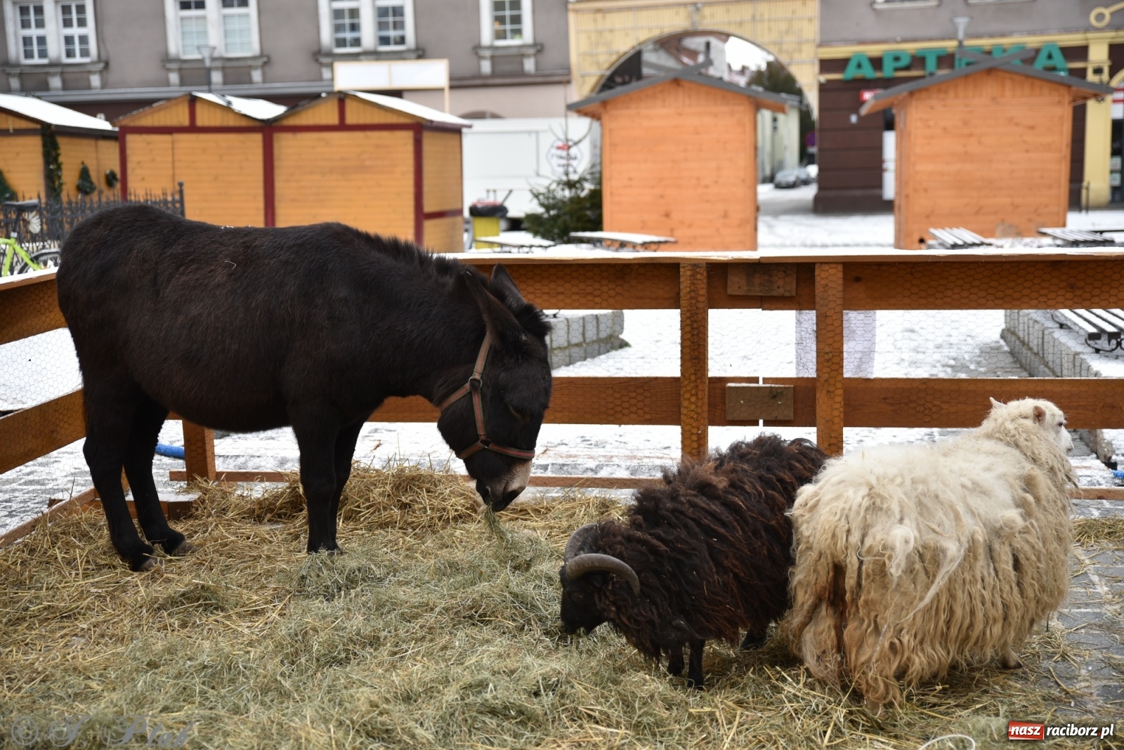 Zdjęcie w galerii na portalu naszraciborz.pl: Na raciborskim Rynku stanęła żywa szopka [FOTO] wiadomości z regionu