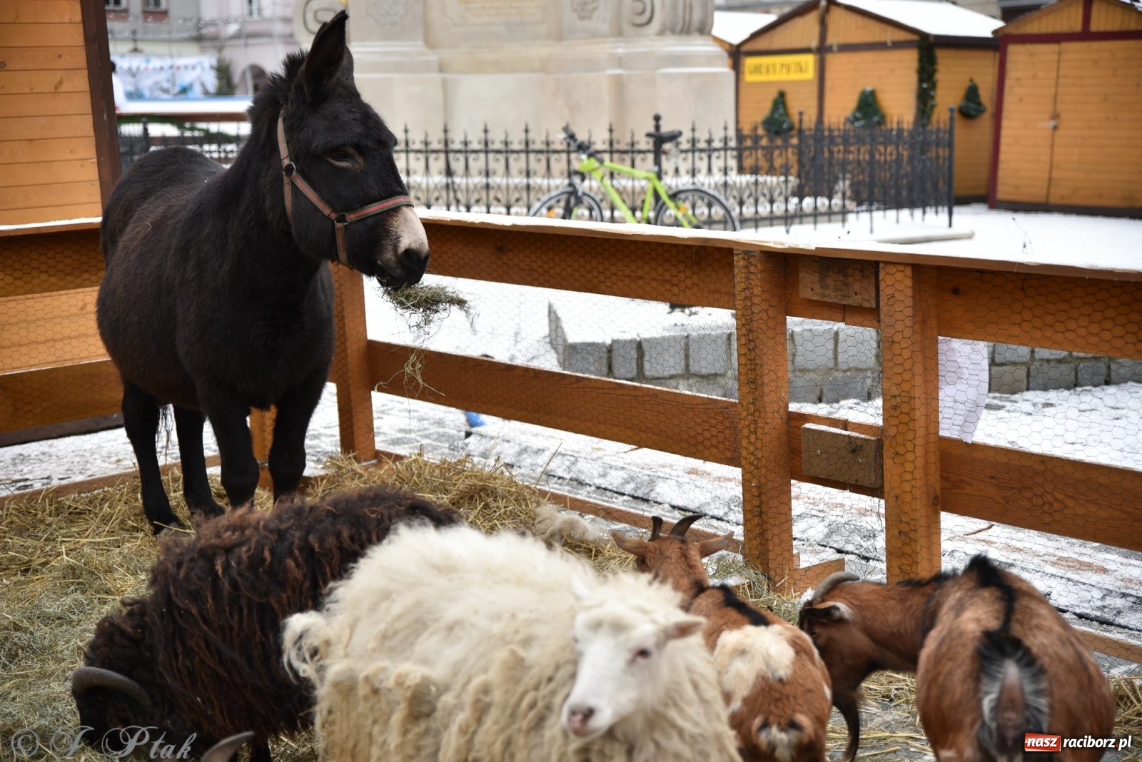 Zdjęcie w galerii na portalu naszraciborz.pl: Na raciborskim Rynku stanęła żywa szopka [FOTO] wiadomości z regionu