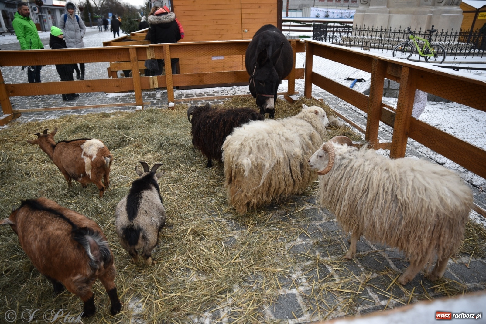 Zdjęcie w galerii na portalu naszraciborz.pl: Na raciborskim Rynku stanęła żywa szopka [FOTO] wiadomości z regionu