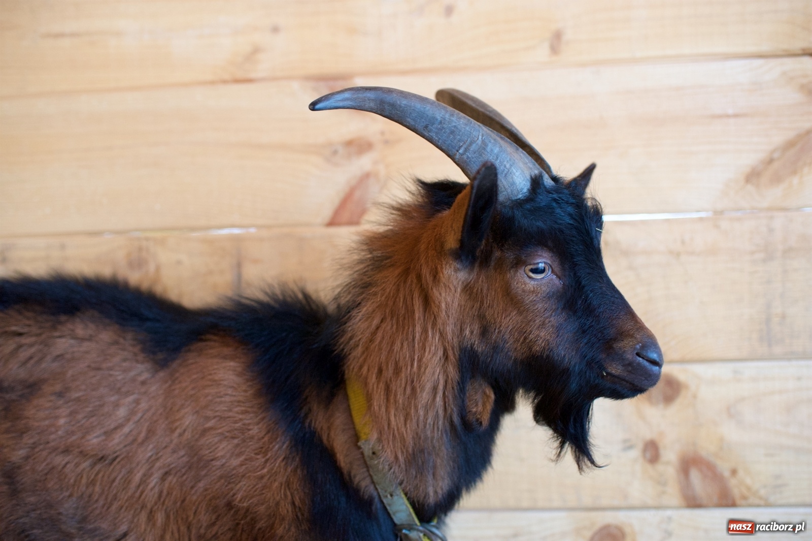 Zdjęcie w galerii na portalu naszraciborz.pl: Wyjątkowa żywa stajenka w Tworkowie [FOTO] wiadomości z regionu