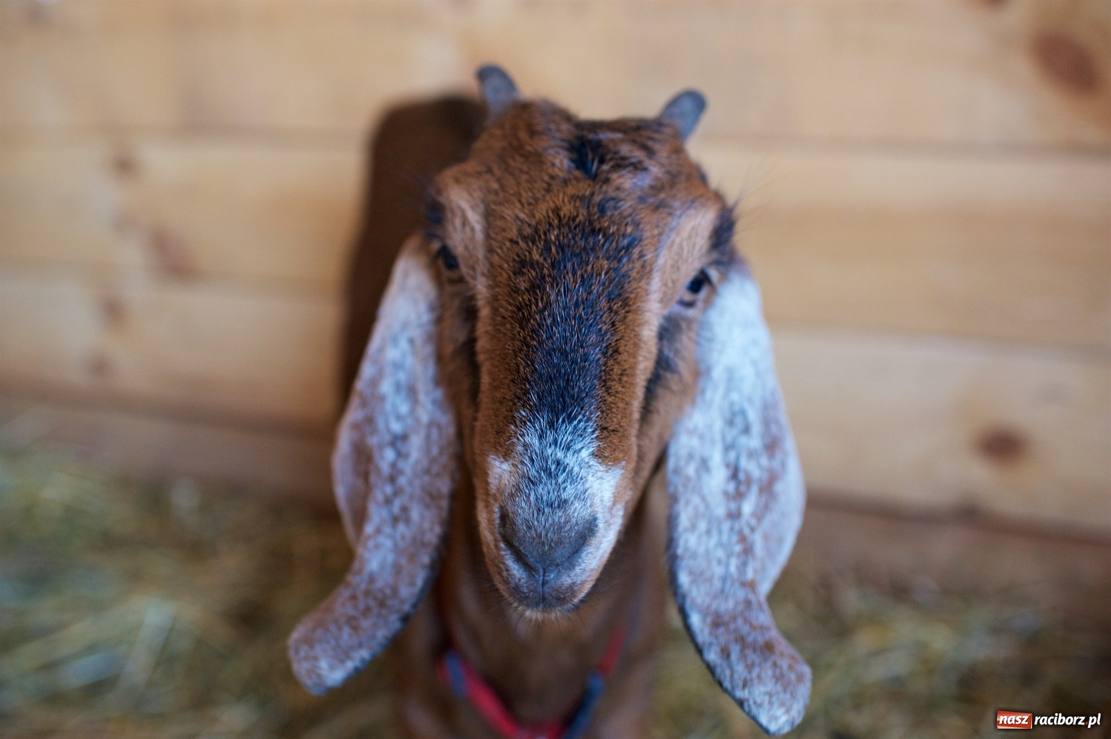 Zdjęcie w galerii na portalu naszraciborz.pl: Wyjątkowa żywa stajenka w Tworkowie [FOTO] wiadomości z regionu