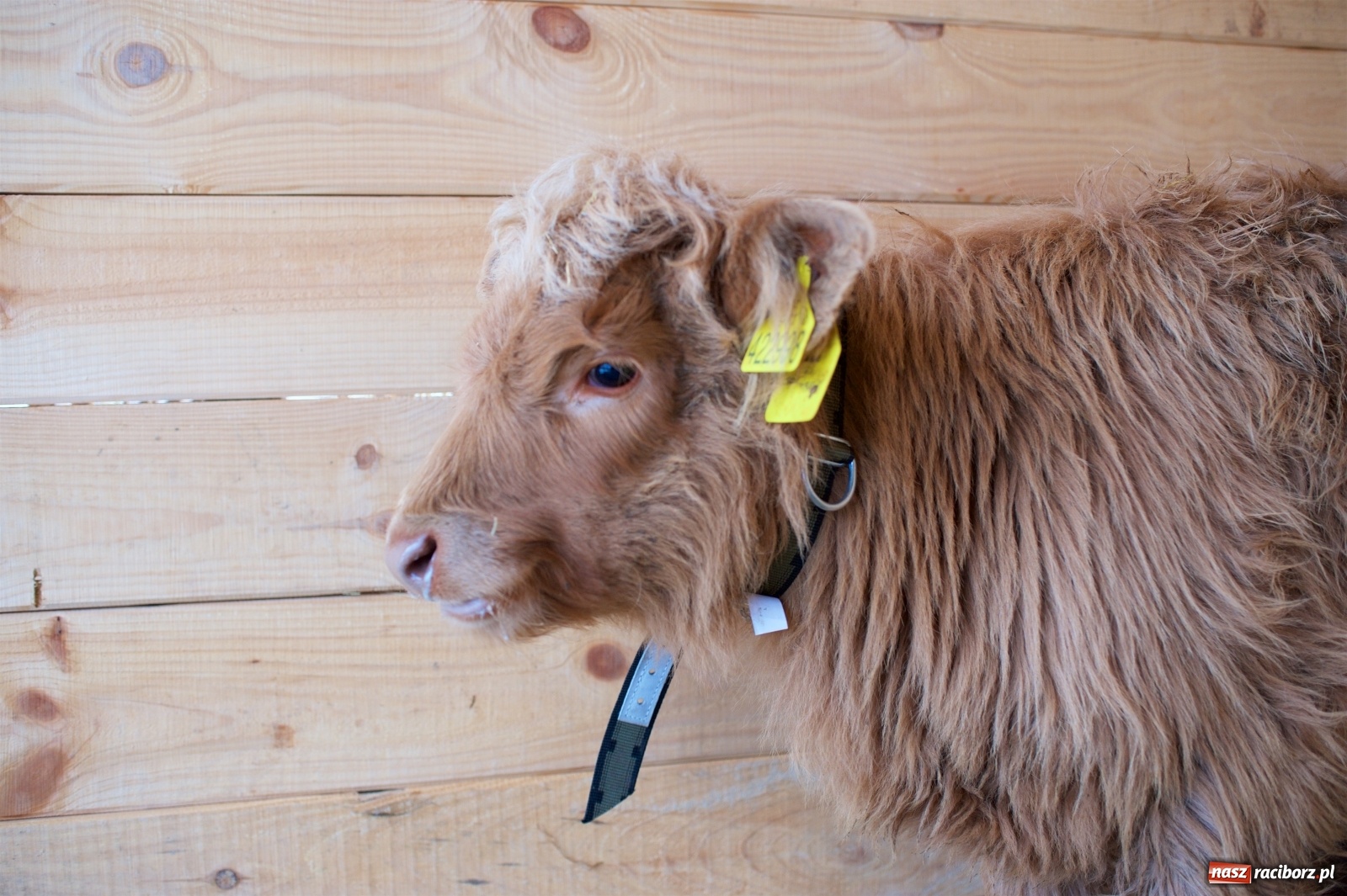 Zdjęcie w galerii na portalu naszraciborz.pl: Wyjątkowa żywa stajenka w Tworkowie [FOTO] wiadomości z regionu