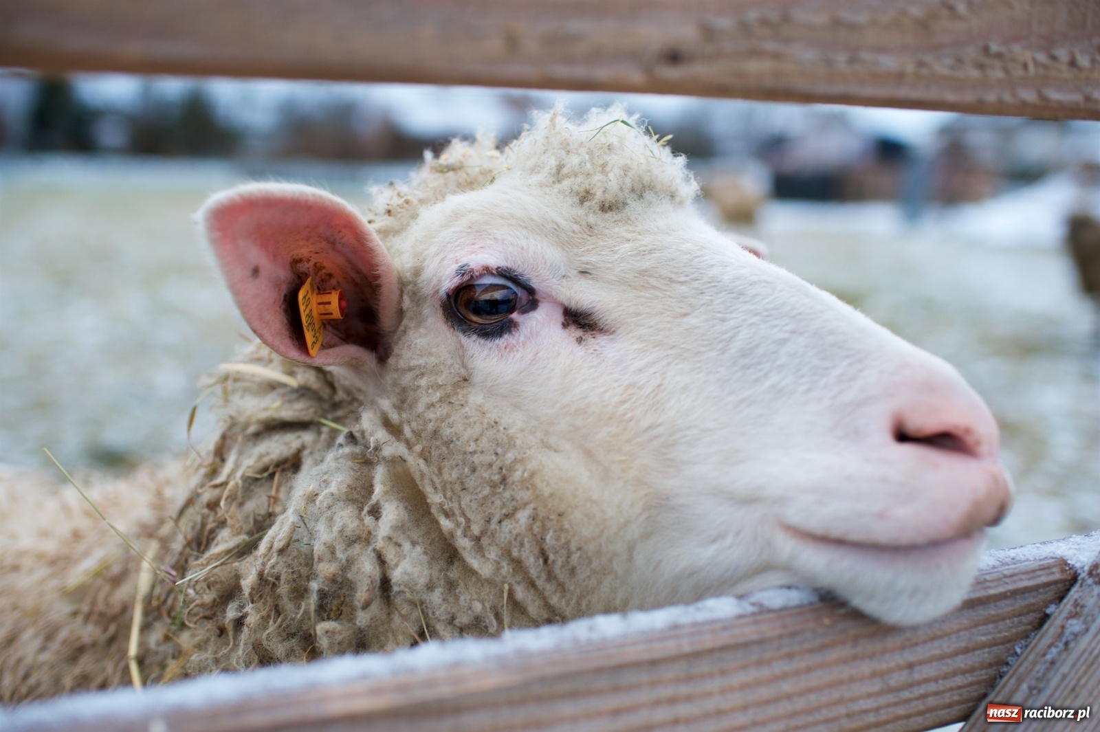 Zdjęcie w galerii na portalu naszraciborz.pl: Wyjątkowa żywa stajenka w Tworkowie [FOTO] wiadomości z regionu