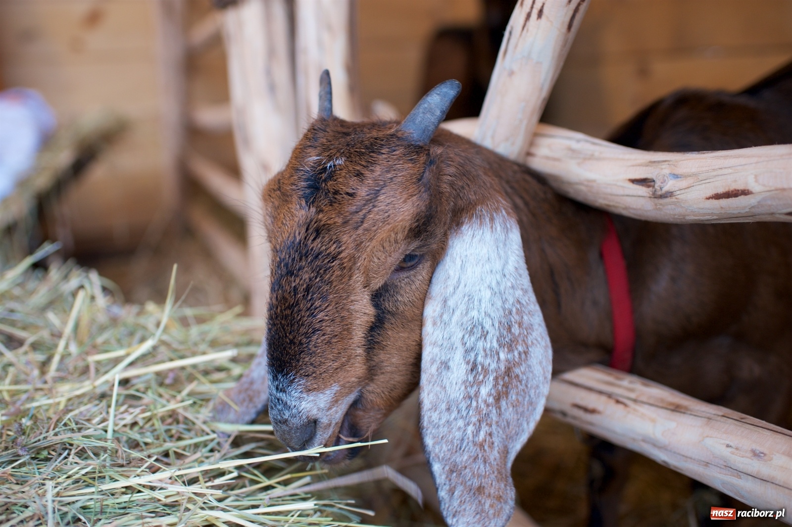 Zdjęcie w galerii na portalu naszraciborz.pl: Wyjątkowa żywa stajenka w Tworkowie [FOTO] wiadomości z regionu