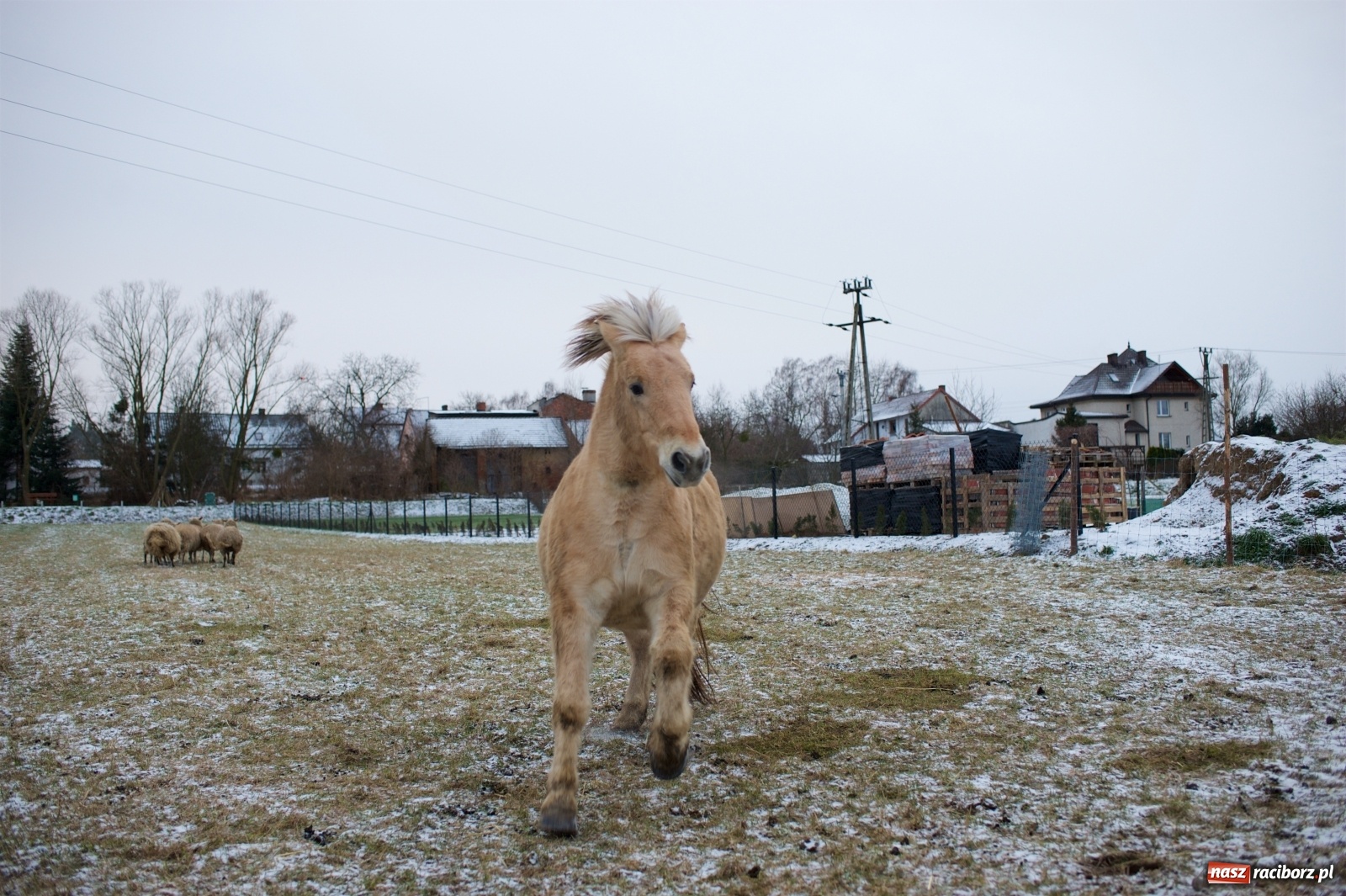 Zdjęcie w galerii na portalu naszraciborz.pl: Wyjątkowa żywa stajenka w Tworkowie [FOTO] wiadomości z regionu