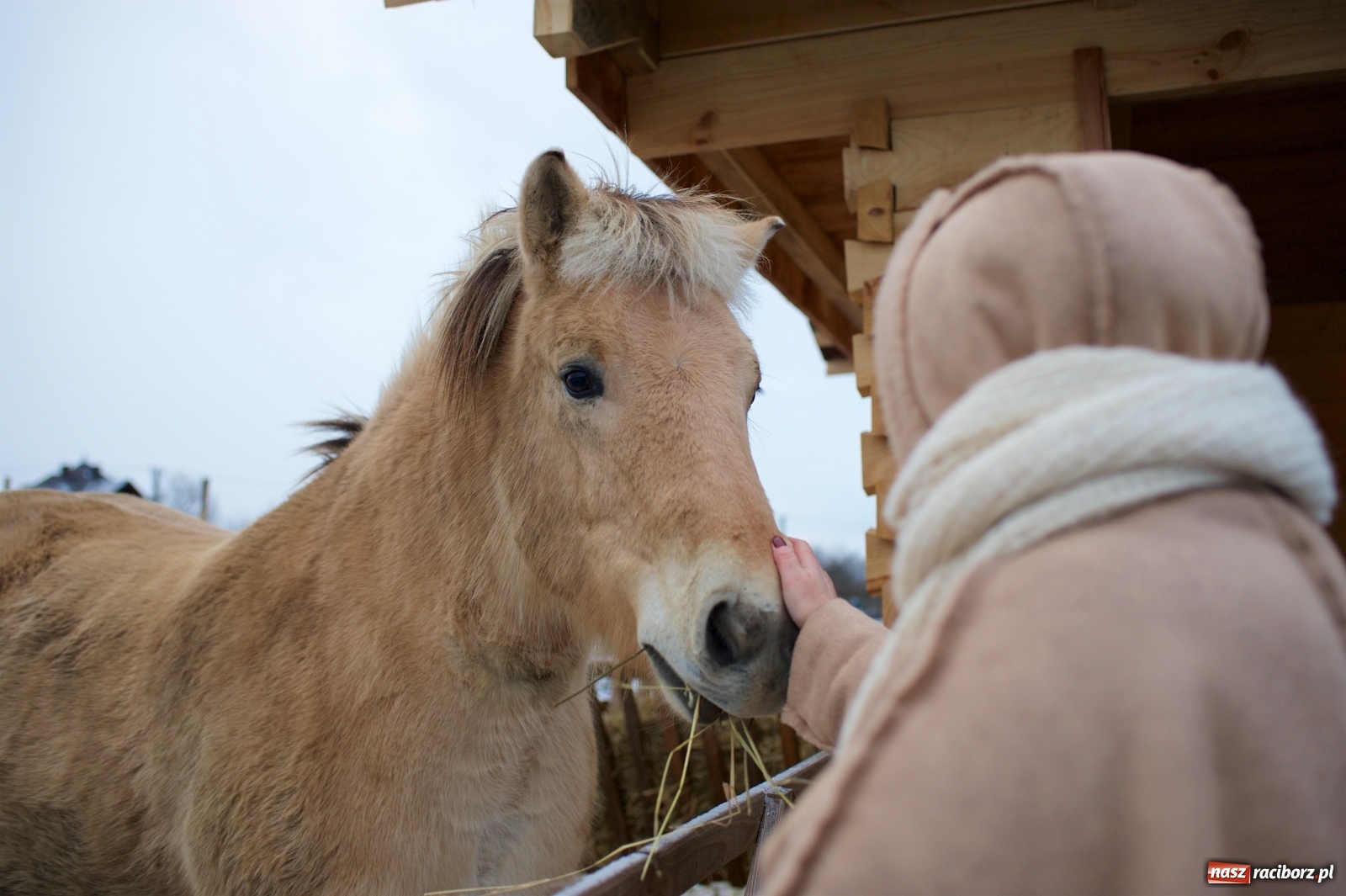 Zdjęcie w galerii na portalu naszraciborz.pl: Wyjątkowa żywa stajenka w Tworkowie [FOTO] wiadomości z regionu