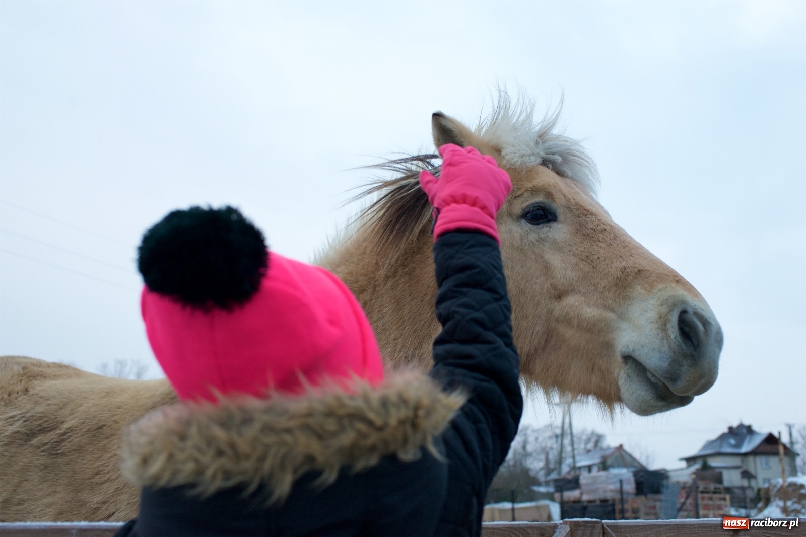 Zdjęcie w galerii na portalu naszraciborz.pl: Wyjątkowa żywa stajenka w Tworkowie [FOTO] wiadomości z regionu