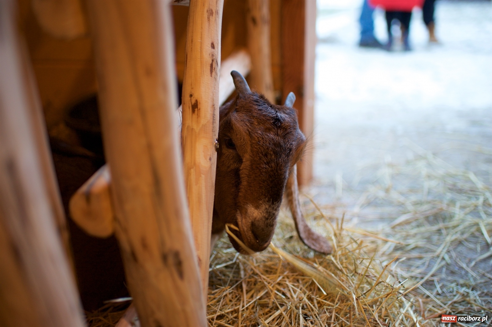 Zdjęcie w galerii na portalu naszraciborz.pl: Wyjątkowa żywa stajenka w Tworkowie [FOTO] wiadomości z regionu