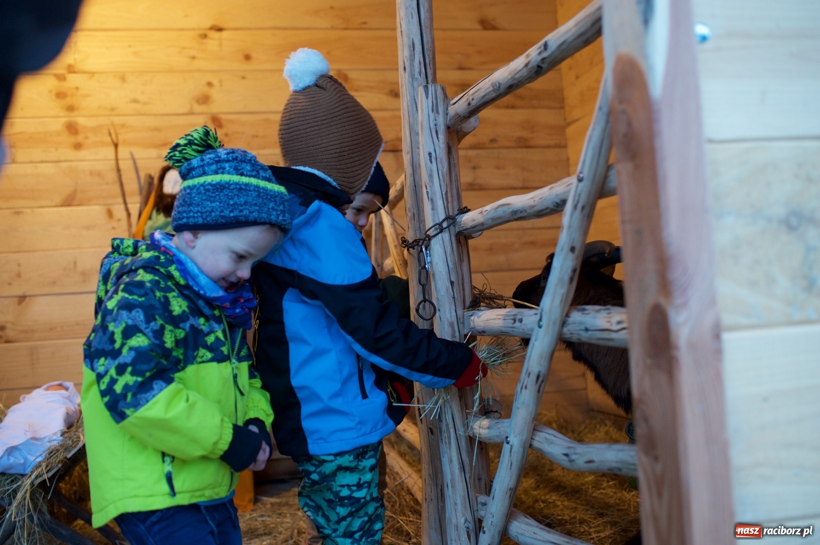 Zdjęcie w galerii na portalu naszraciborz.pl: Wyjątkowa żywa stajenka w Tworkowie [FOTO] wiadomości z regionu