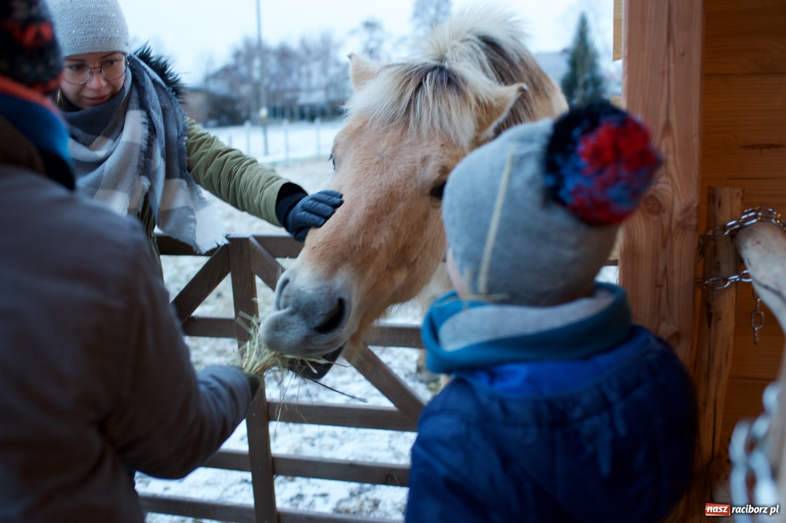 Zdjęcie w galerii na portalu naszraciborz.pl: Wyjątkowa żywa stajenka w Tworkowie [FOTO] wiadomości z regionu
