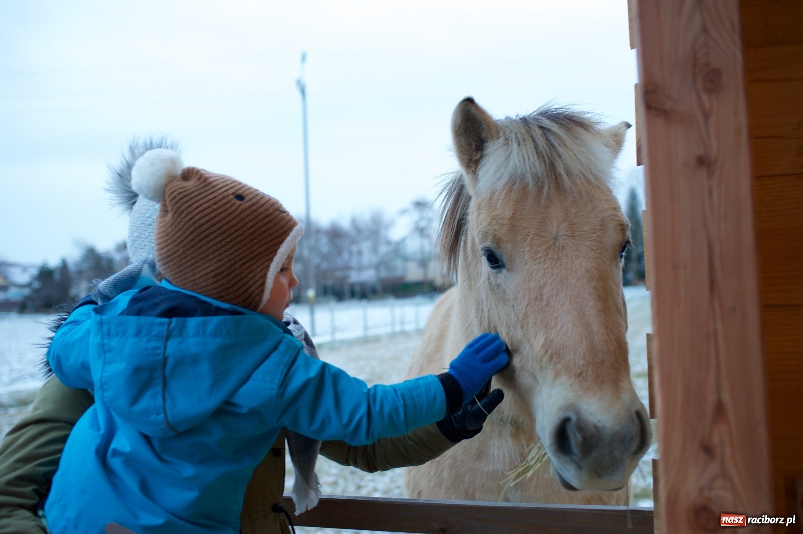 Zdjęcie w galerii na portalu naszraciborz.pl: Wyjątkowa żywa stajenka w Tworkowie [FOTO] wiadomości z regionu