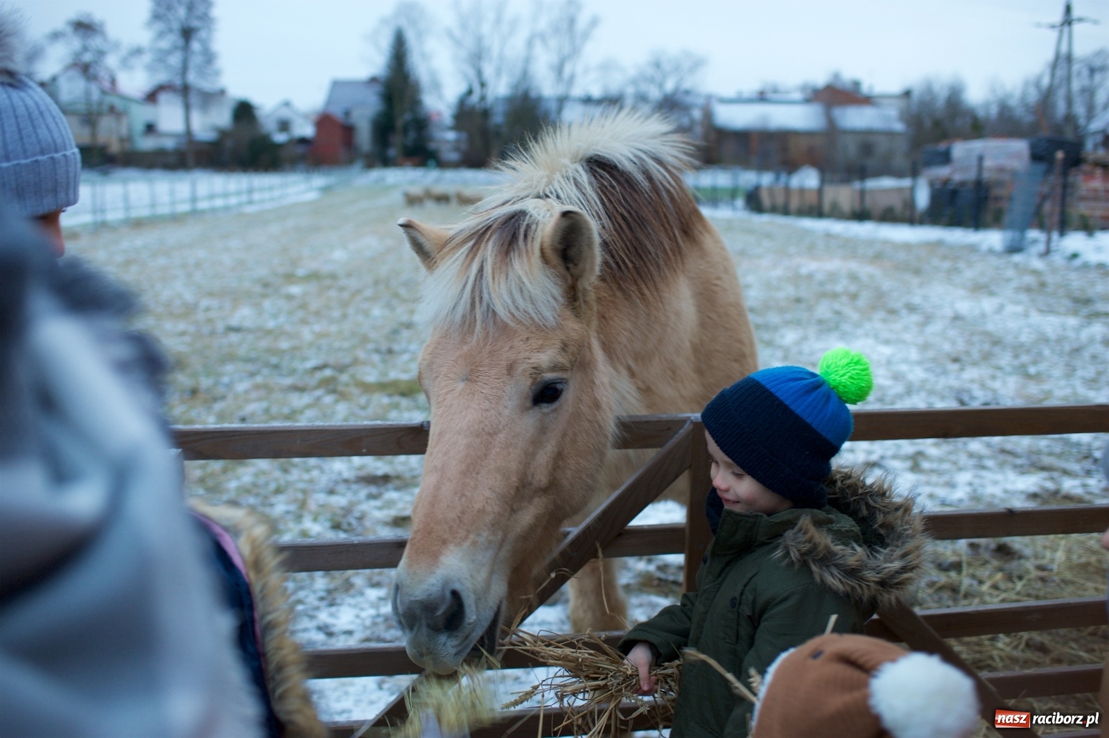 Zdjęcie w galerii na portalu naszraciborz.pl: Wyjątkowa żywa stajenka w Tworkowie [FOTO] wiadomości z regionu