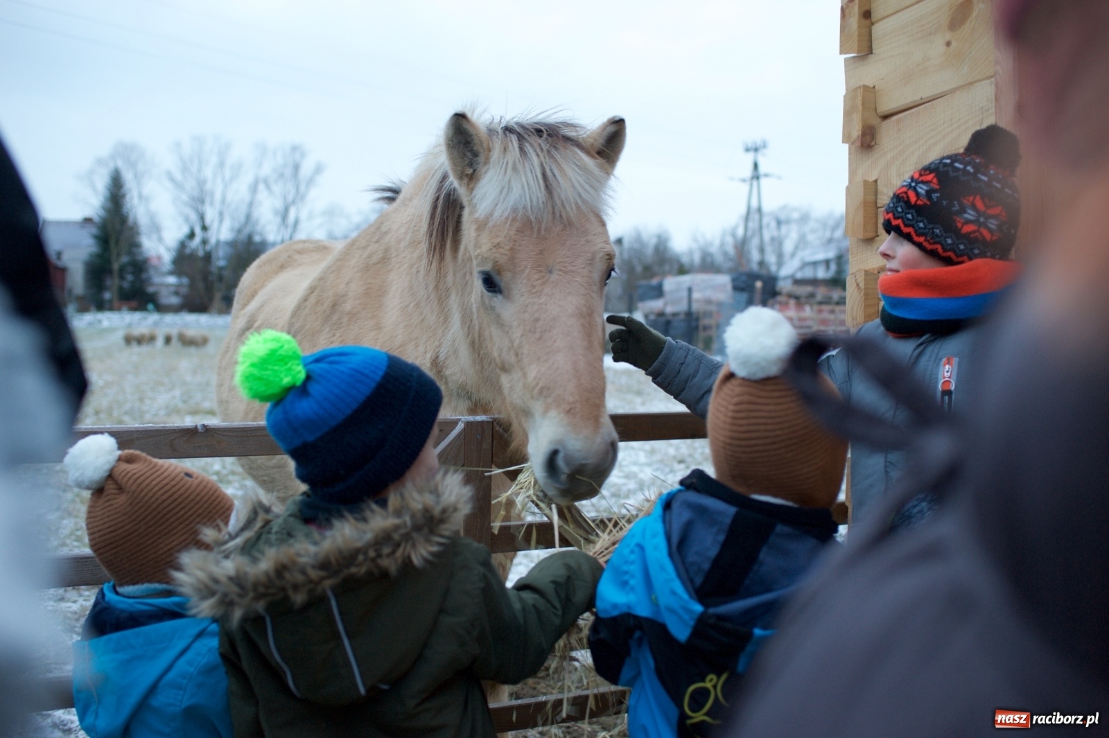 Zdjęcie w galerii na portalu naszraciborz.pl: Wyjątkowa żywa stajenka w Tworkowie [FOTO] wiadomości z regionu
