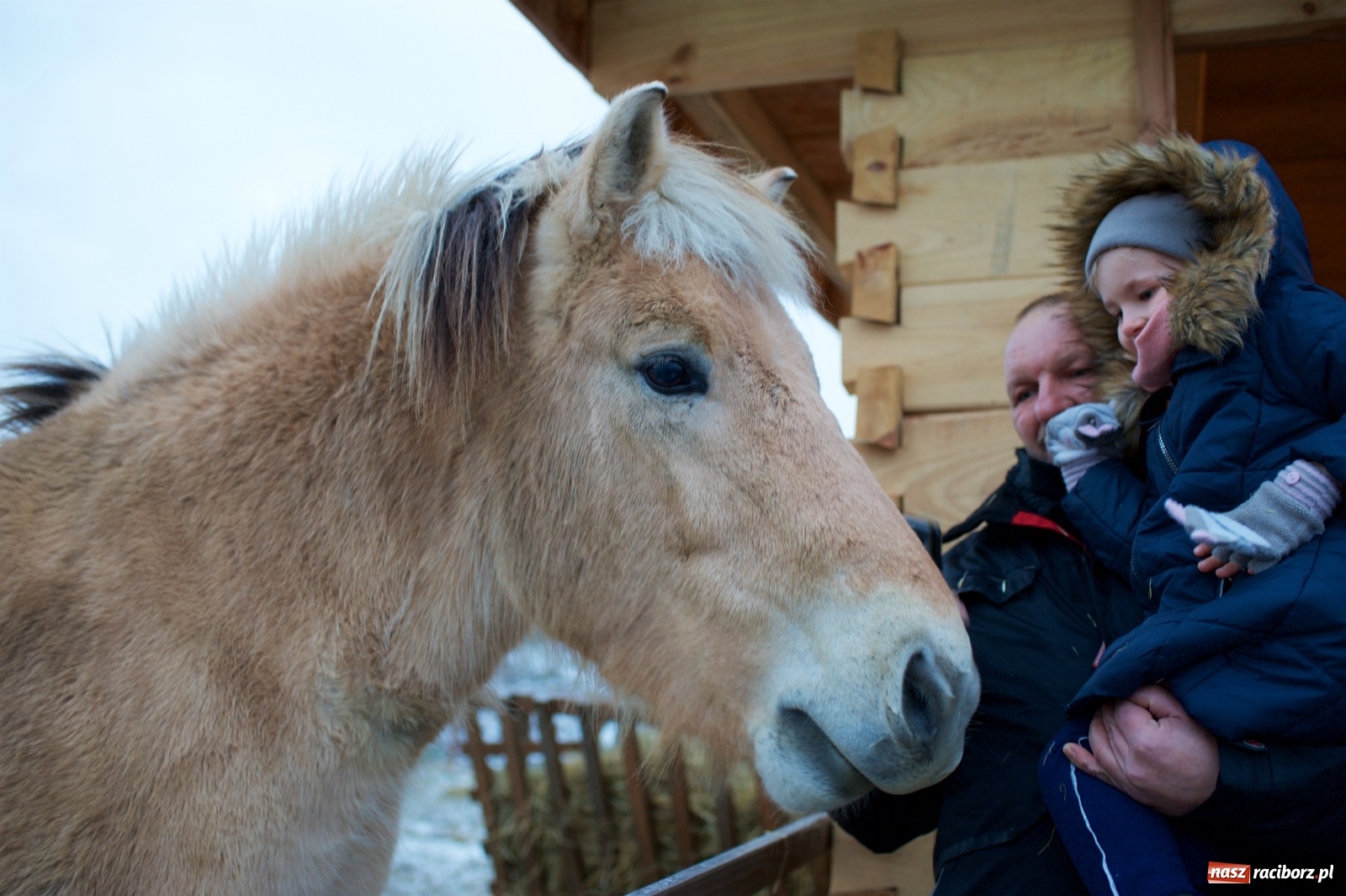 Zdjęcie w galerii na portalu naszraciborz.pl: Wyjątkowa żywa stajenka w Tworkowie [FOTO] wiadomości z regionu