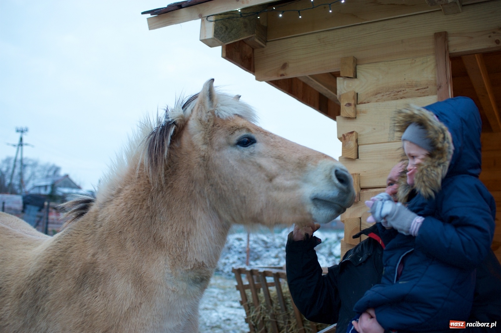 Zdjęcie w galerii na portalu naszraciborz.pl: Wyjątkowa żywa stajenka w Tworkowie [FOTO] wiadomości z regionu